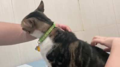 My cat won&rsquo;t take pets for free