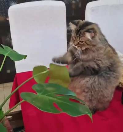 Cat.