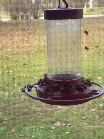 They&rsquo;re enjoying the hummingbirds&rsquo; leftovers.