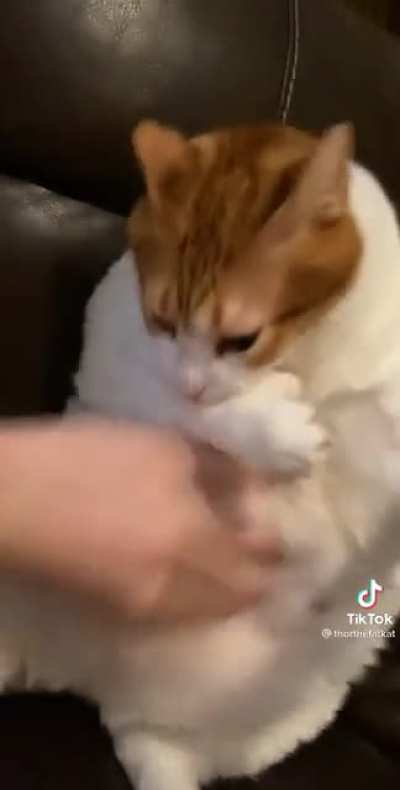 Olamaz i&ccedil;imizdeki hain kedi birazdan Titana d&ouml;n&uuml;şecek hepimiz olucezz