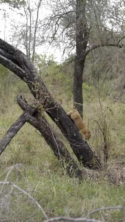 Tiny lion cub already learning how to climb trees