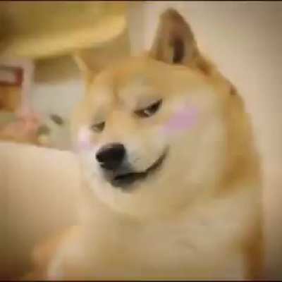 Its Doge😩😩😩