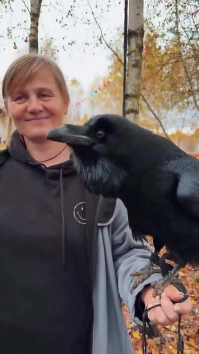 This Russian speaking raven has the perfect comedic timing of Norm's HUH?&trade;