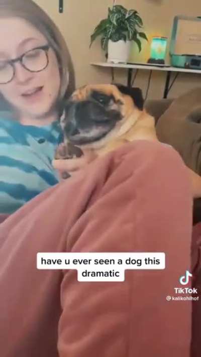 That is the most human-like scream from a dog I've ever heard