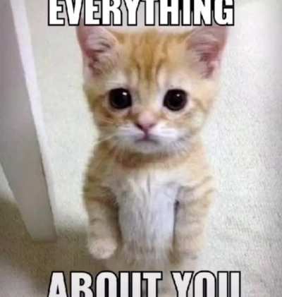 🖕🏻🐱