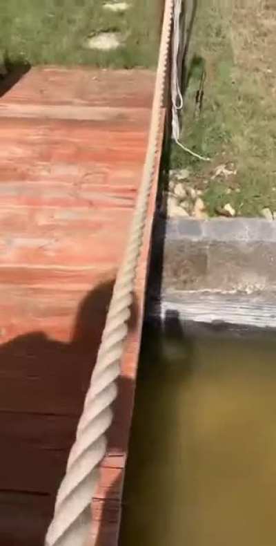 Poor kitty