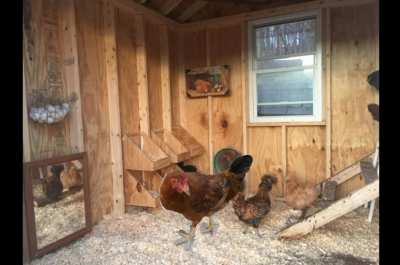 Gaina gigica 🐔