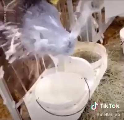 To drink milk