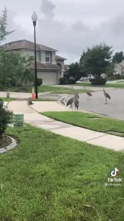Pokemon battle irl