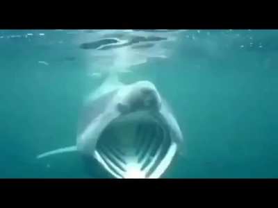 shark pog