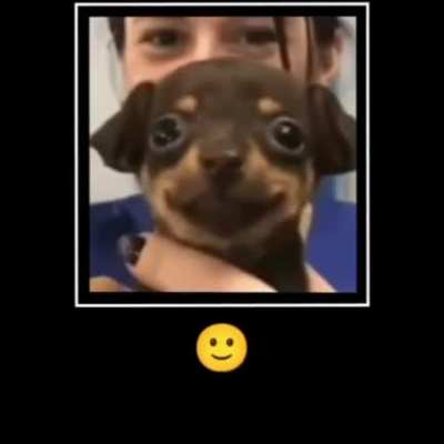 Funny dawg