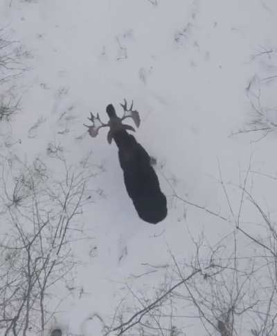Moose doin’ a little shake