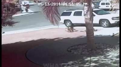 Cat saves Kid from a Dog Attack