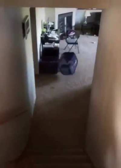 Cat go meow
