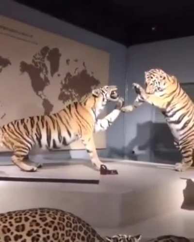 Cool lion exhibit
