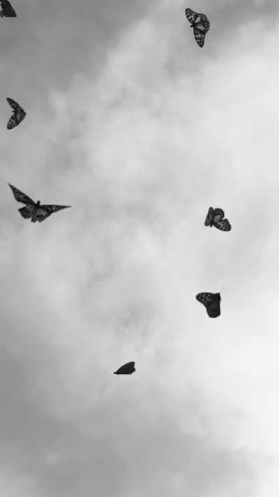 butterflies
