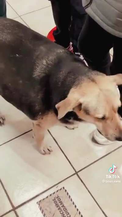 Perro waton