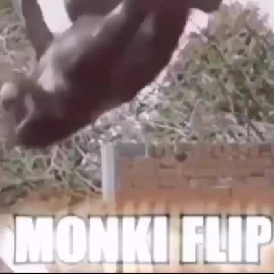 Return to monki