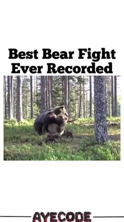 Some MFS think they can actually fight a bear