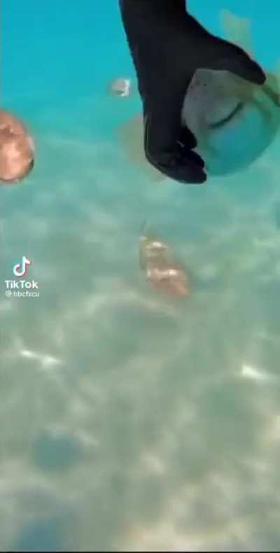 cutr fish