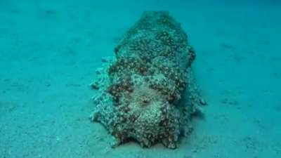 🐟Fizzboi's bussy🥵 after taking↪️ Nautass's anchor 🍆⚓