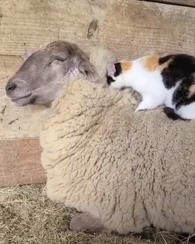 They get along well!It's so sweet!