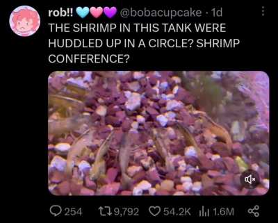 It's quite shrimple