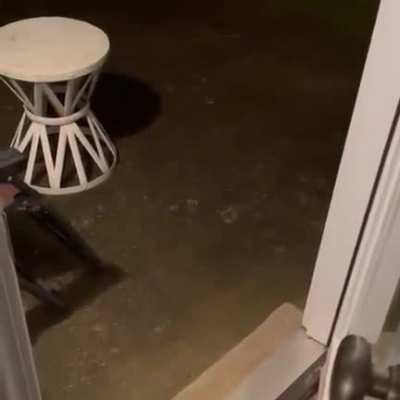 the whole essence of cats in 30 seconds