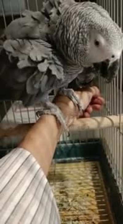 looking after my sister's parrot while she's traveling. little help please.