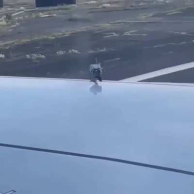 My wings people needs me