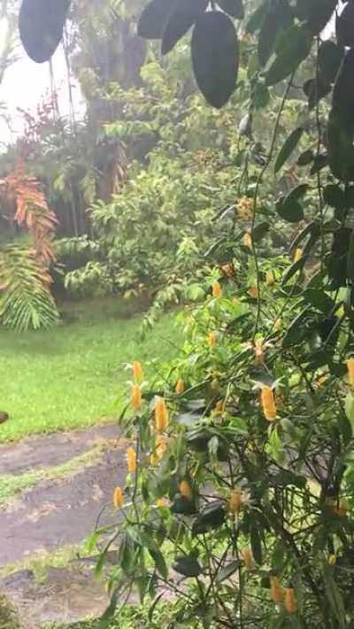 Raining in Hawai&rsquo;i