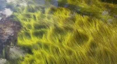 Grass swaying in the outflow of a New Hampshire swamp: