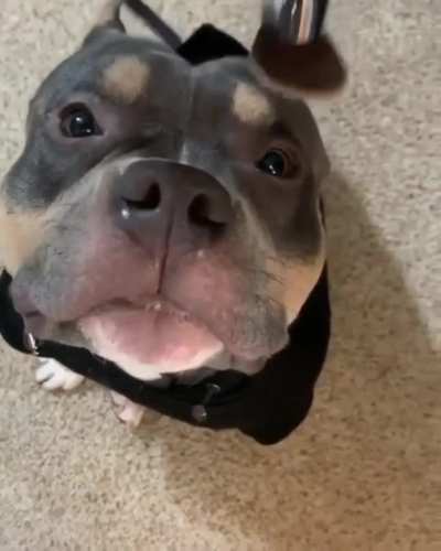 Brushy brushy