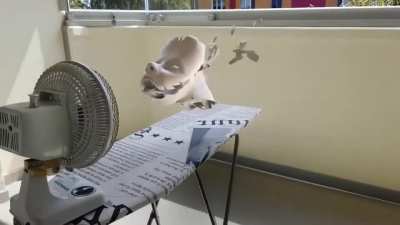 Wind blow your mind