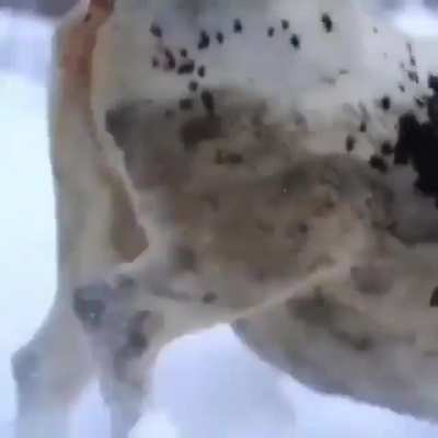 Just a man and his moo doggo