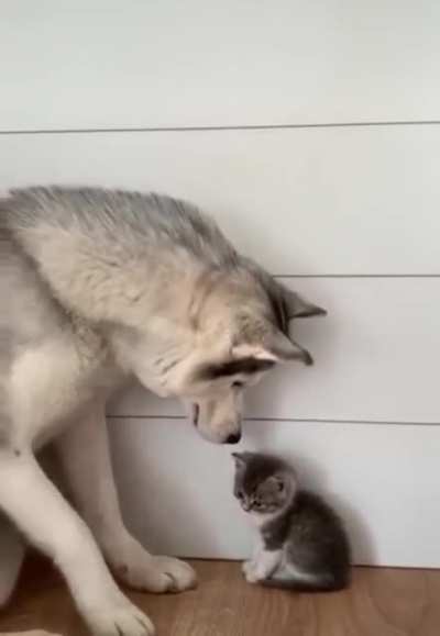 "Are you my mom?"