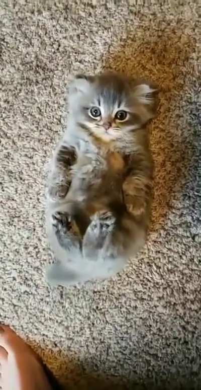 PET THE DAMN CAT