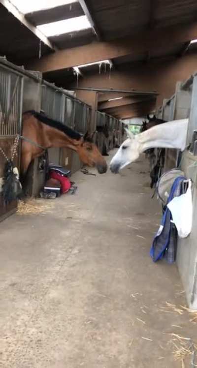 Touching noses...