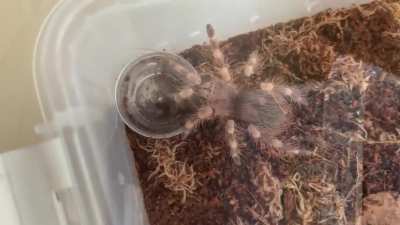 Best place to hide: inside of a full water dish
