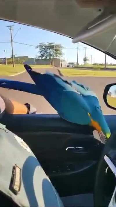 This macaw decided to join this 2 policeman rounding the area &eth;&reg;&acirc;&acirc;&iuml;&cedil;&eth;&reg;&acirc;&acirc;&iuml;&cedil;