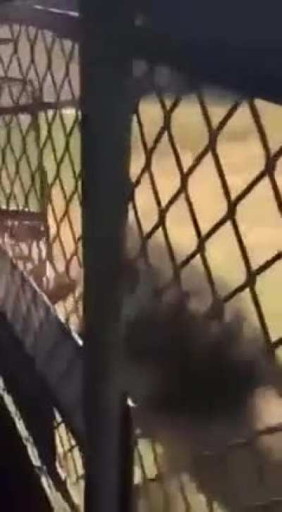 Lion attacks and drags away a man