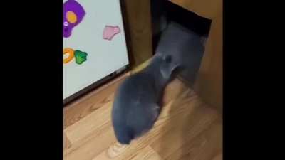 The cat thief strikes again