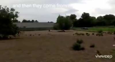Digging a hole in a field full of chickens