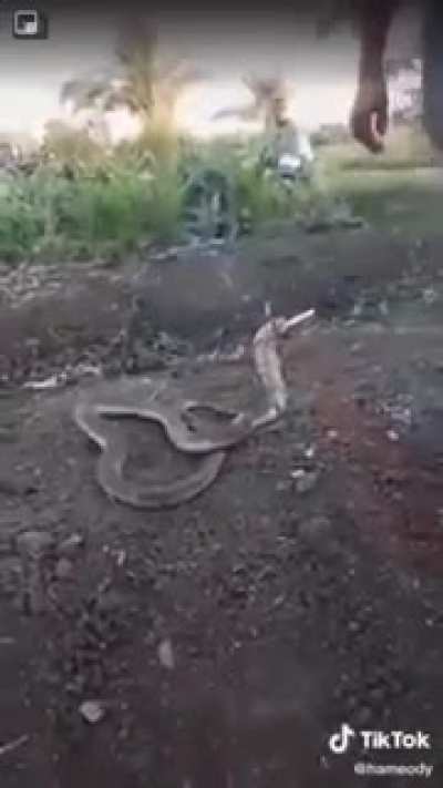 Snake, be careful. Smoking is very harmful to health and causes death😂