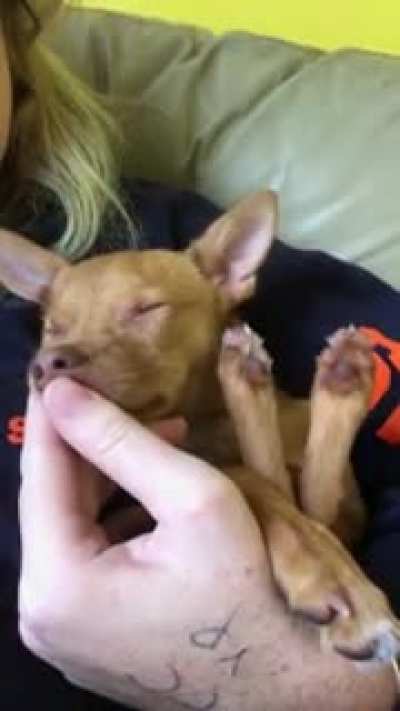 Puppy falls asleep mid lick!!
