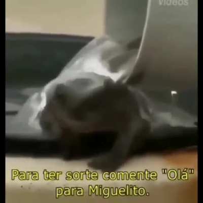 Olá Miguelito
