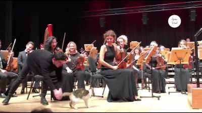 A unique audience during classical music concert in Istanbul.