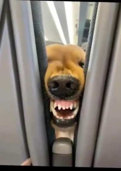 This dog was bored