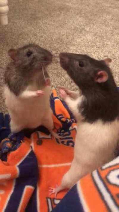 Stand off