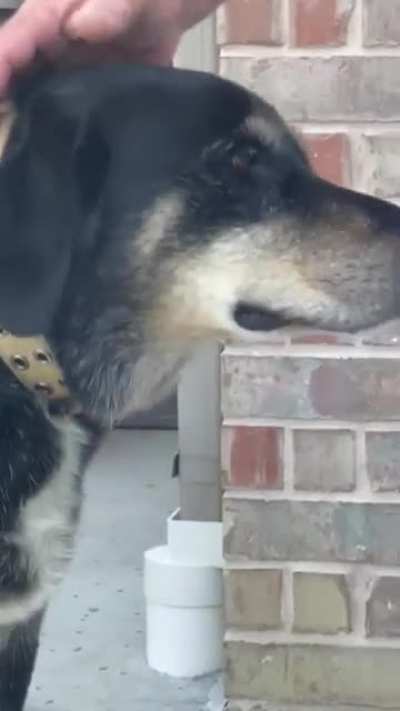 Family dog won&rsquo;t let cicada out!